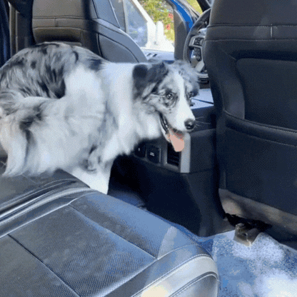Dog Car Seat Cover