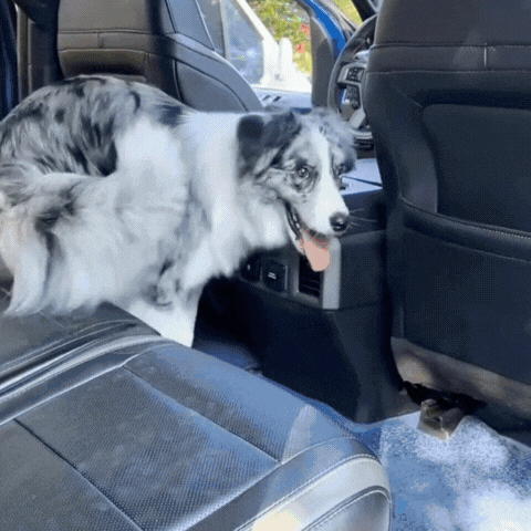Dog Car Seat Cover